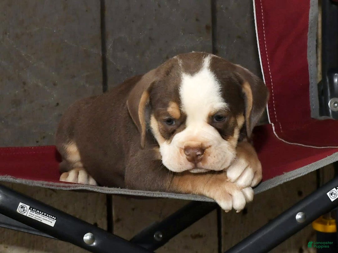 Beabull dogs for sale: Sandy - Image 2