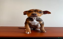 American Bully dogs for sale: Foxy - Image 1