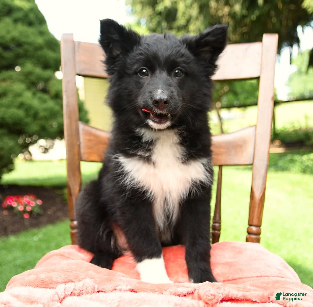 Border Collie dogs for sale: Paris - Image 12