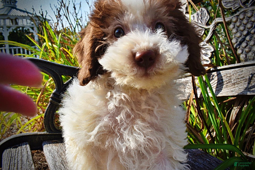 Havapoo dogs for sale: Hope - Image 2