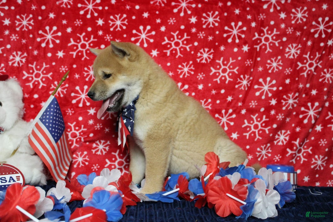 Shiba Inu dogs for sale: Larry - Image 56