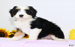 Mini Bernedoodle dogs for sale: Dawn - Image 3