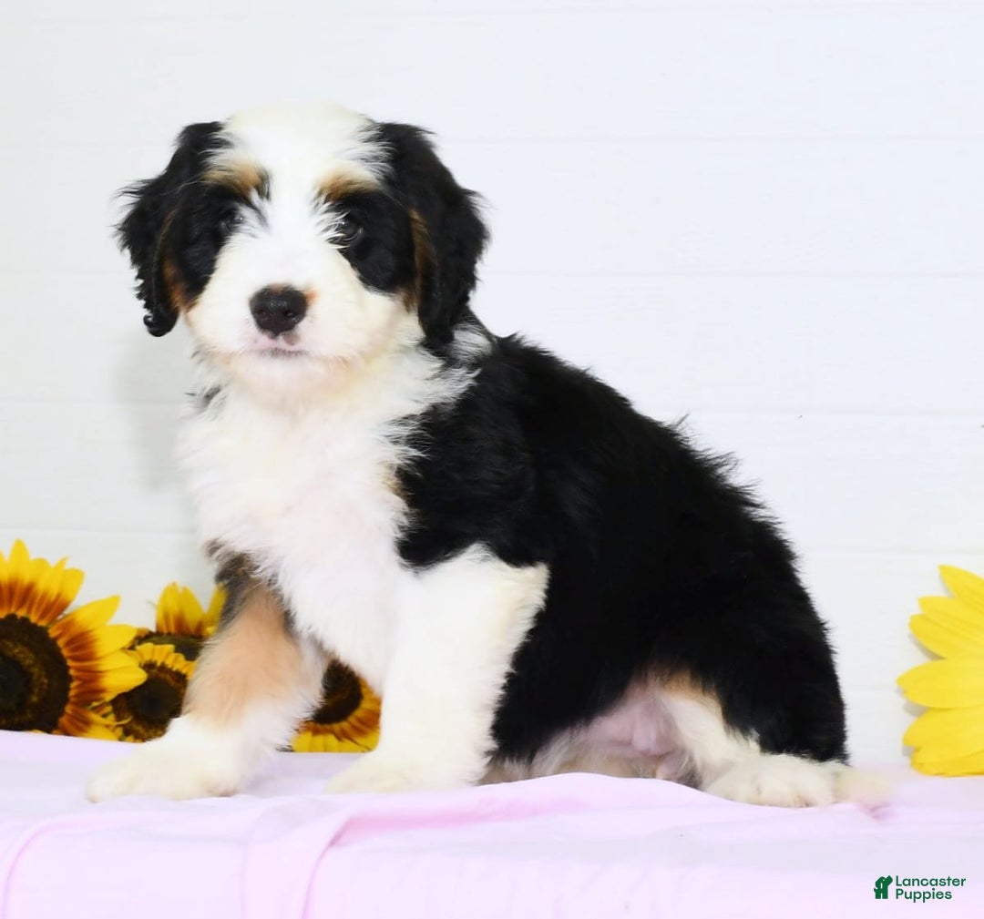 Mini Bernedoodle dogs for sale: Dawn - Image 3