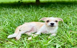 Yorkshire Terrier dogs for sale: Thelma - Image 4