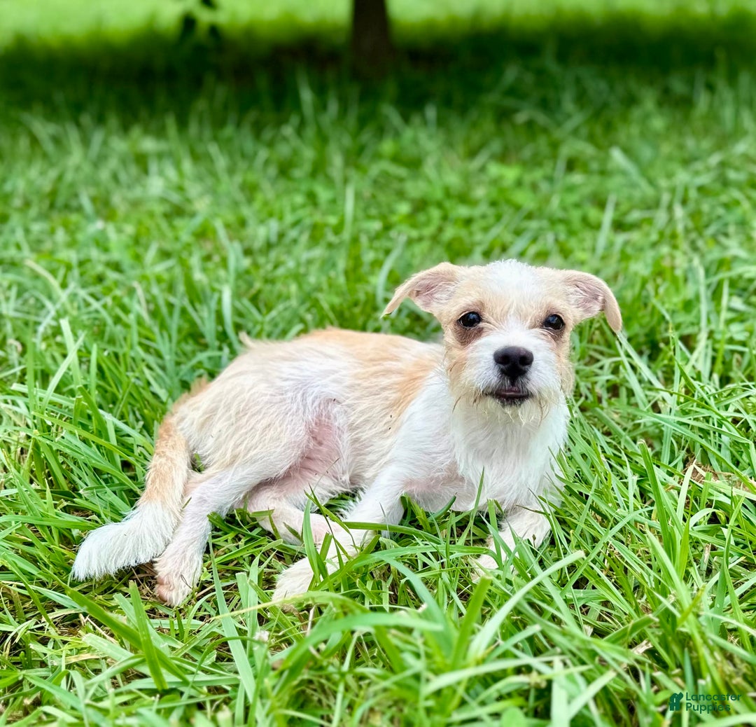 Yorkshire Terrier dogs for sale: Thelma - Image 4