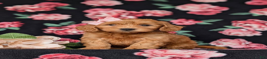 Kami Hypoallergenic