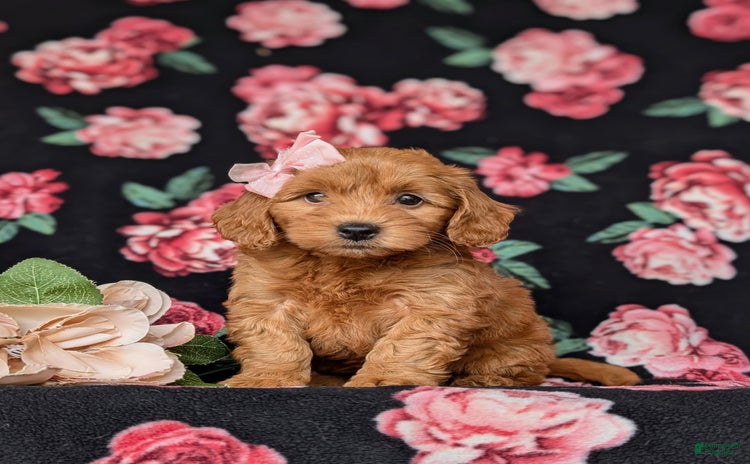 Mini Goldendoodle dogs for sale - Ad 4