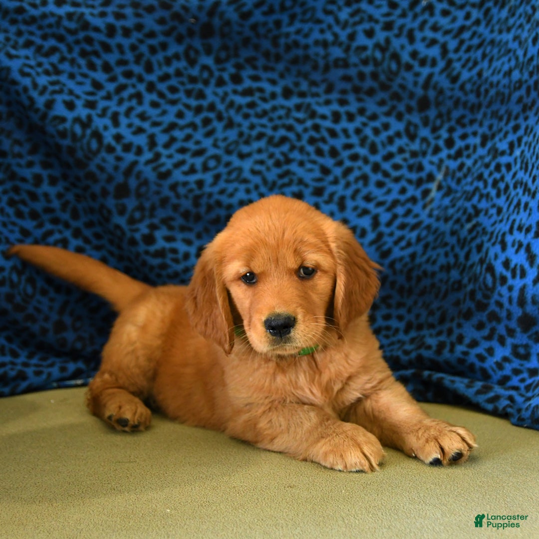 Golden Retriever dogs for sale: Linda - Listing for pets: Lilly, Linda, Lizzy, Lex, Ludwig - Image 2