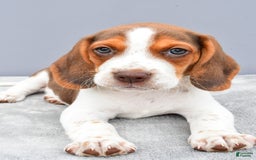 Beagle dogs for sale: Tyson - Image 6