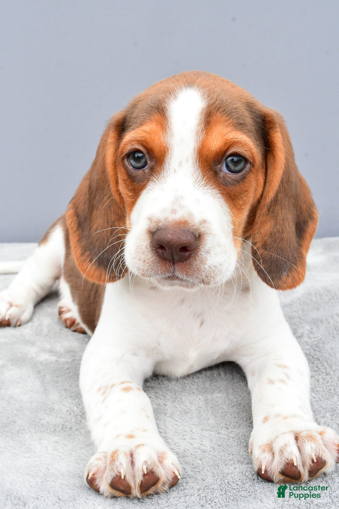 Beagle dogs for sale: Tyson - Image 6