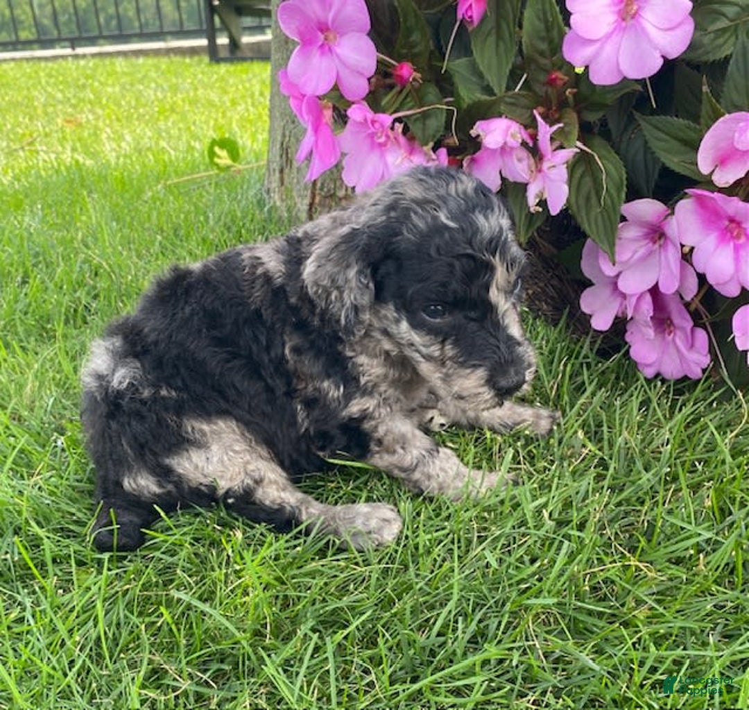 Standard Poodle dogs for sale: Rusty - Image 3