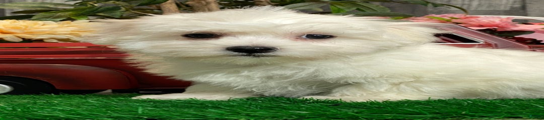 Chief