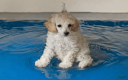 Boxer dogs for sale: Cream De Coco - Listing for pets: Beautiful European Health Tested Parents, Brady European Boxer health tested, Cream De Coco, Lilly European - Image 2