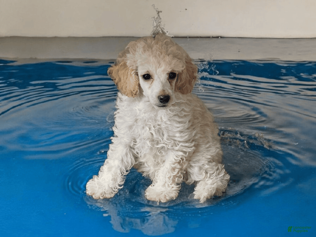 Boxer dogs for sale: Cream De Coco - Listing for pets: Beautiful European Health Tested Parents, Brady European Boxer health tested, Cream De Coco, Lilly European - Image 2