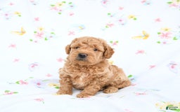 Mini Goldendoodle dogs for sale: Murphy - Image 4