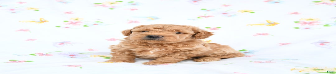 Murphy