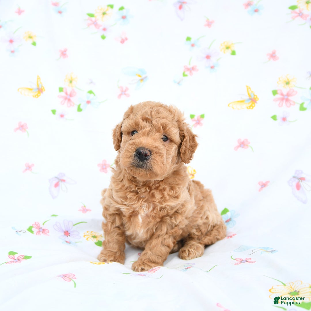 Mini Goldendoodle dogs for sale: Murphy - Image 4