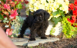 Yorkiepoo dogs for sale: Patrick - Image 2