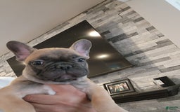 French Bulldog dogs for sale: Rochy - Image 3