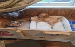 Cavapoo dogs for sale: Ella - Image 2