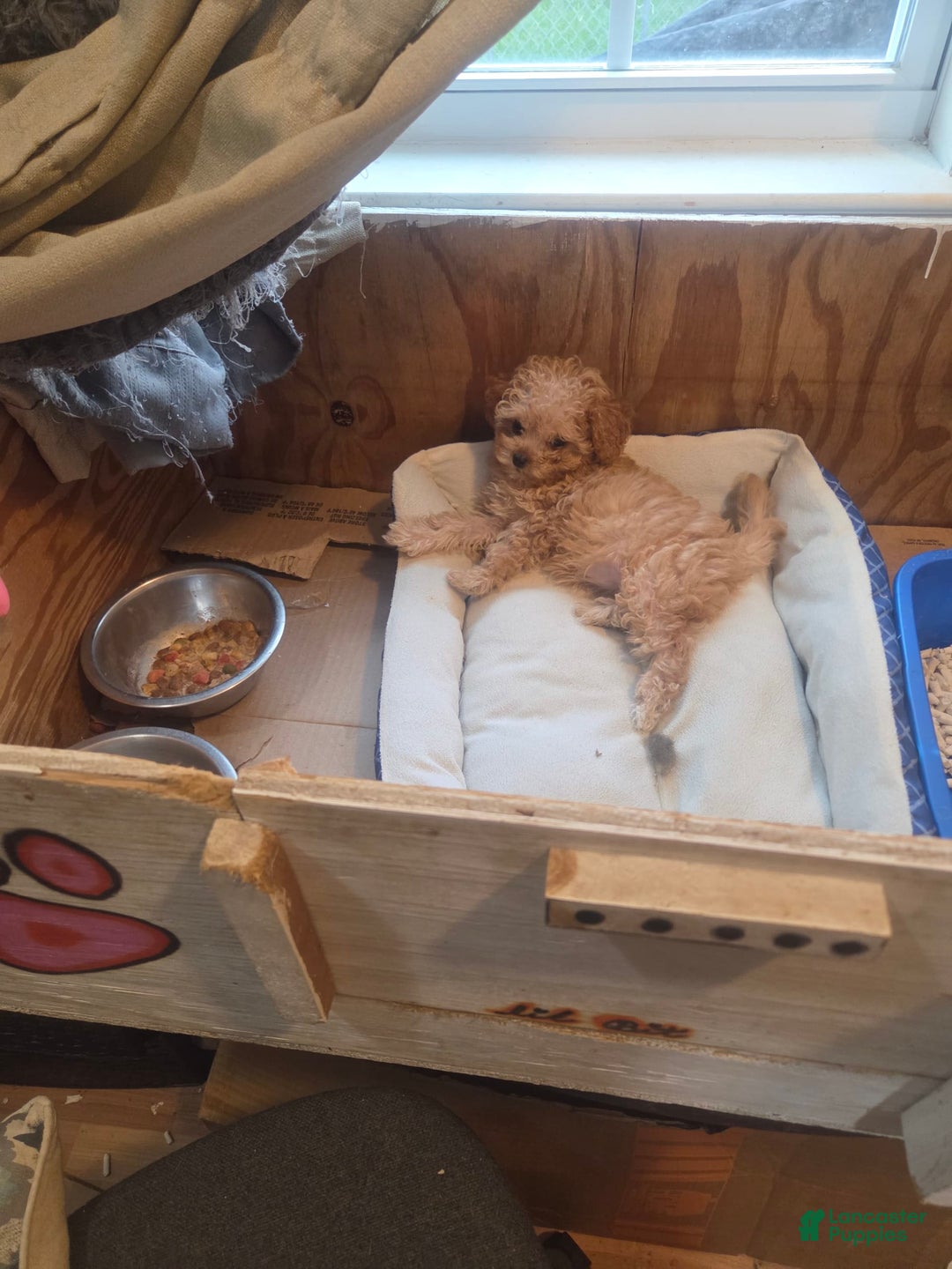 Cavapoo dogs for sale: Ella - Image 2