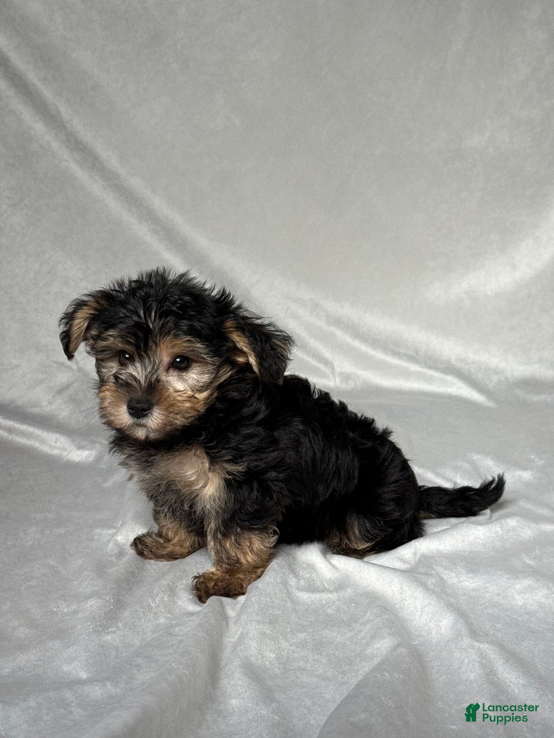 Bichpoo dogs for sale: Oliver - Image 4