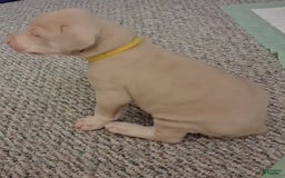 Doberman Pinscher dogs for sale: Yellow Collar - Image 2