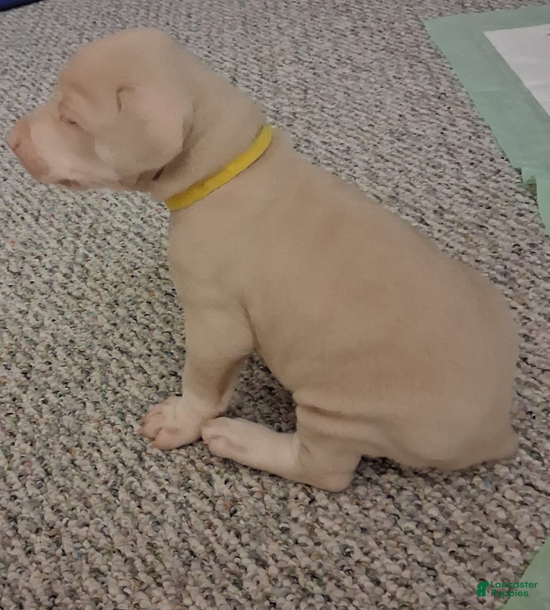 Doberman Pinscher dogs for sale: Yellow Collar - Image 2