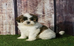 Shihpoo dogs for sale: Anya - Image 11