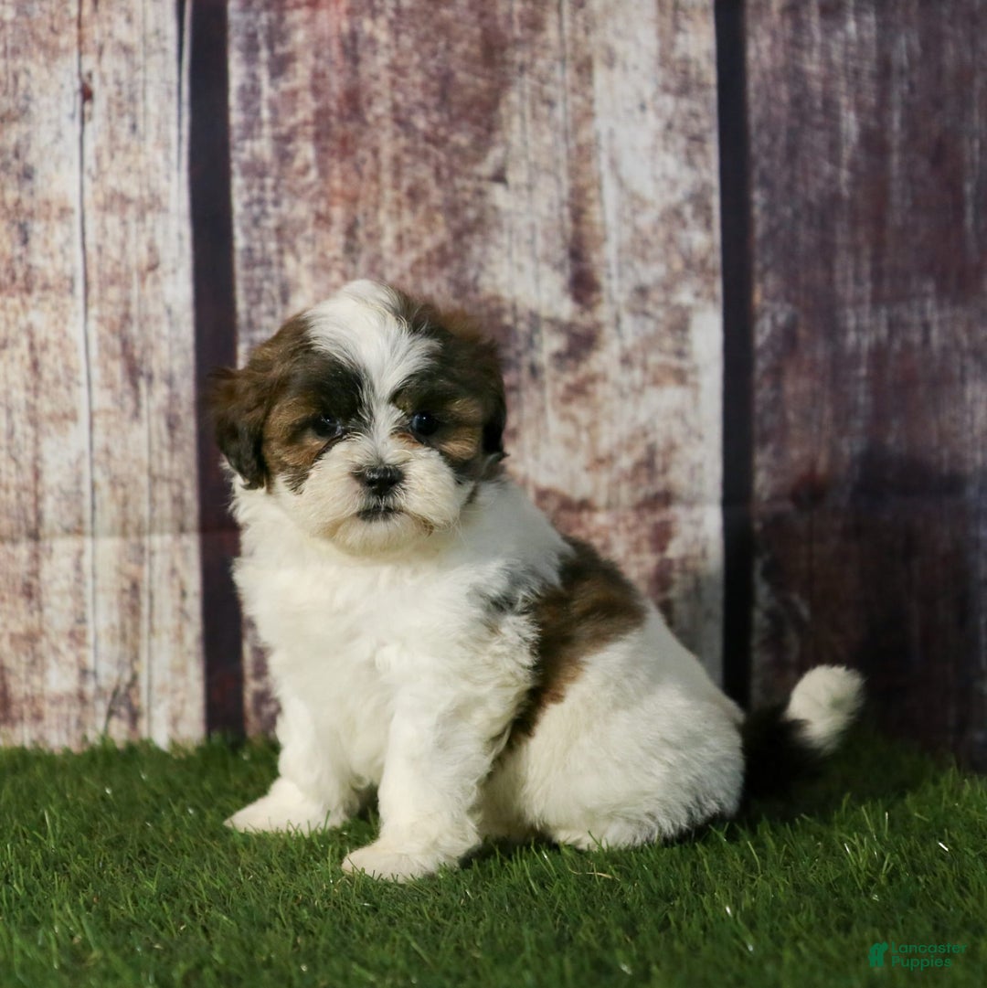 Shihpoo dogs for sale: Anya - Image 11