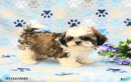Shih Tzu dogs for sale: Parker - Image 4