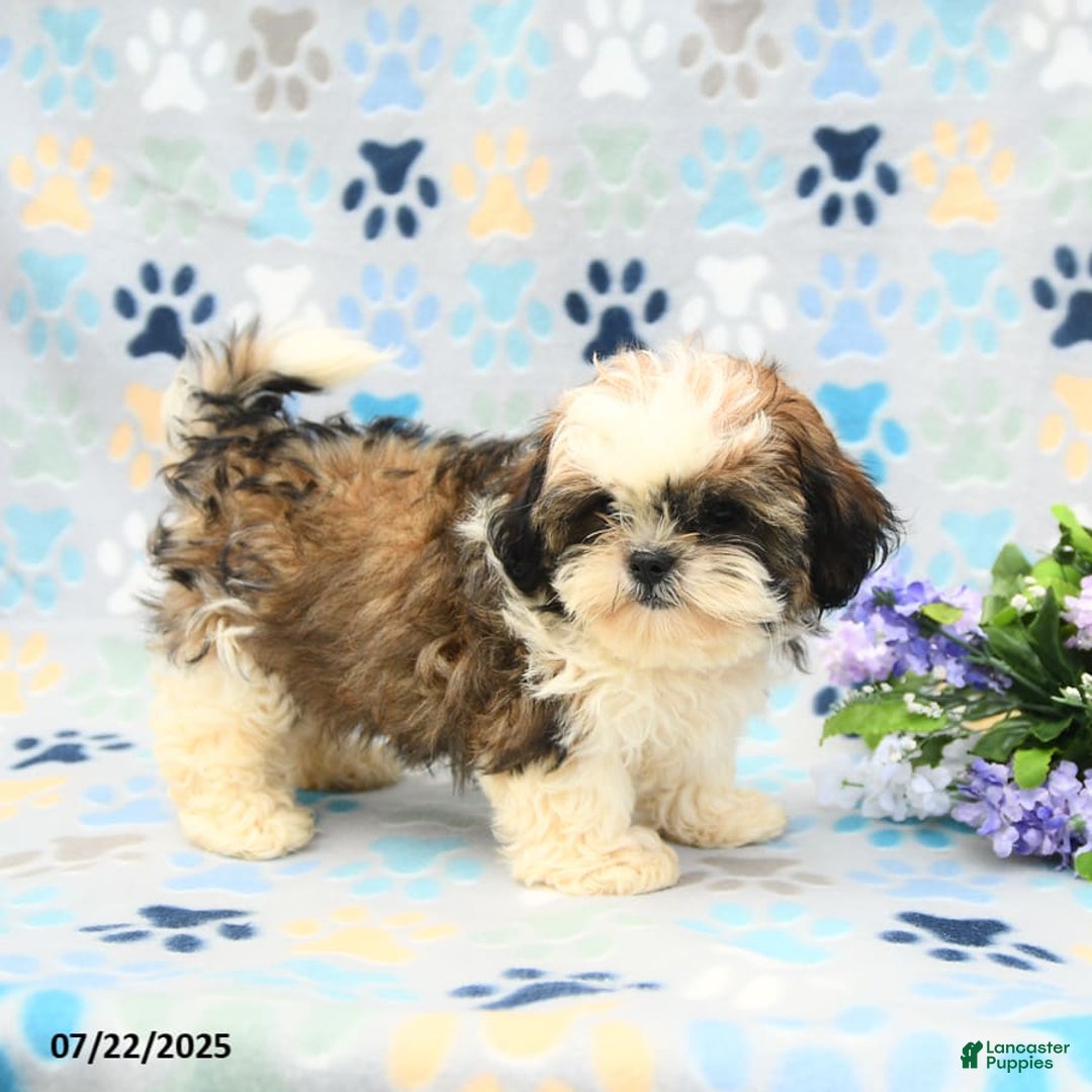 Shih Tzu dogs for sale: Parker - Image 4