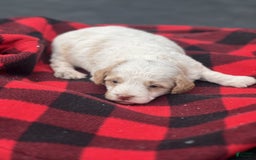 Mini Goldendoodle dogs for sale: Cooper - Image 15