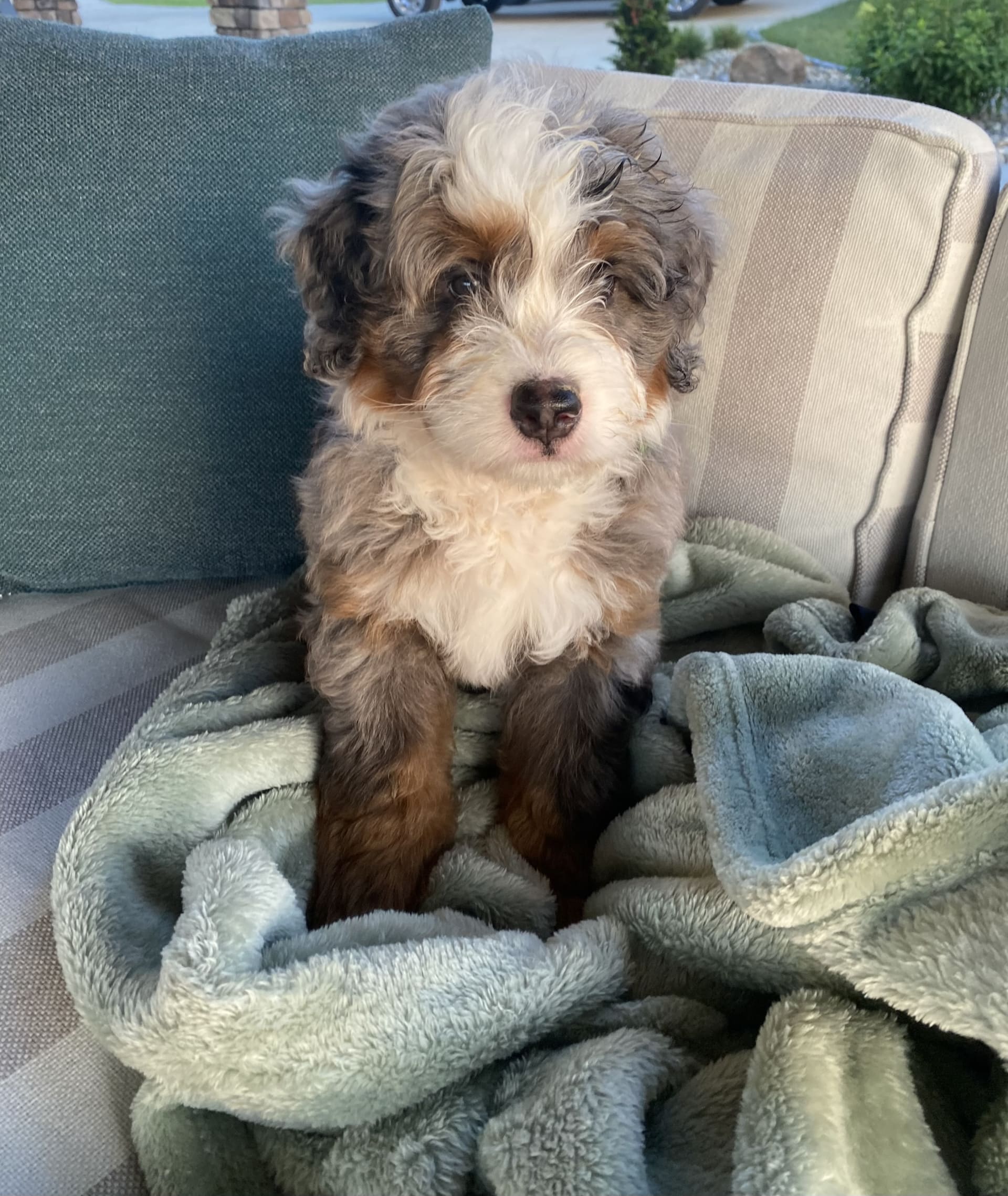 Milo