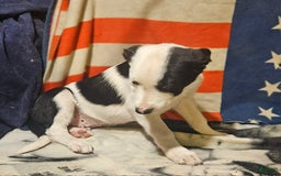 Border Collie dogs for sale: Justi - Image 12