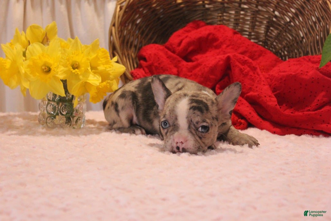 French Bulldog dogs for sale: Allison - Image 9