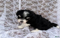 Maltipoo dogs for sale: Maltipoo 4 puppies - Image 18