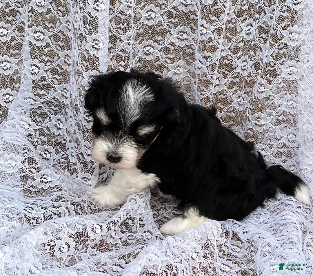 Maltipoo dogs for sale: Maltipoo 4 puppies - Image 18