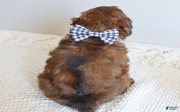 Toy Poodle dogs for sale: Grant - Image 2