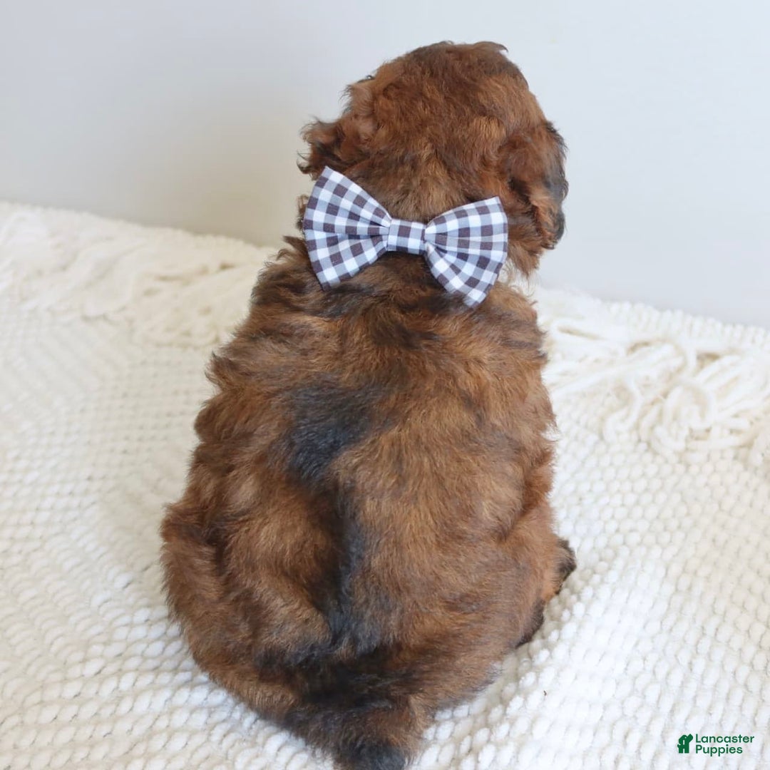 Toy Poodle dogs for sale: Grant - Image 2