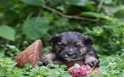 Yorkiepoo dogs for sale: Max - Image 1