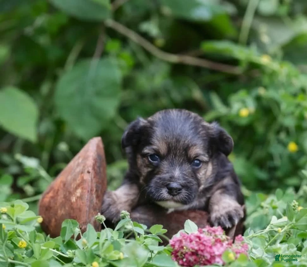 Yorkiepoo dogs for sale: Max - Image 1