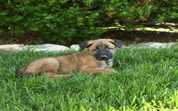 Belgian Malinois dogs for sale: Leo - Image 5