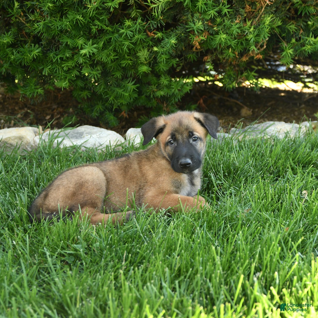 Belgian Malinois dogs for sale: Leo - Image 5