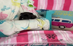 French Bulldog dogs for sale: Akc Black W Sable Overtones - Image 3