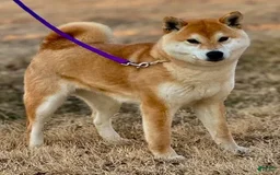 Shiba Inu dogs for sale: Turbo - Image 2