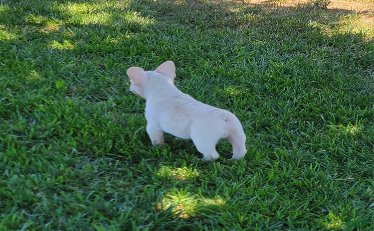 French Bulldog dogs for sale - Ad 1