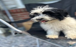 Havanese dogs for sale: Tucker - Image 3