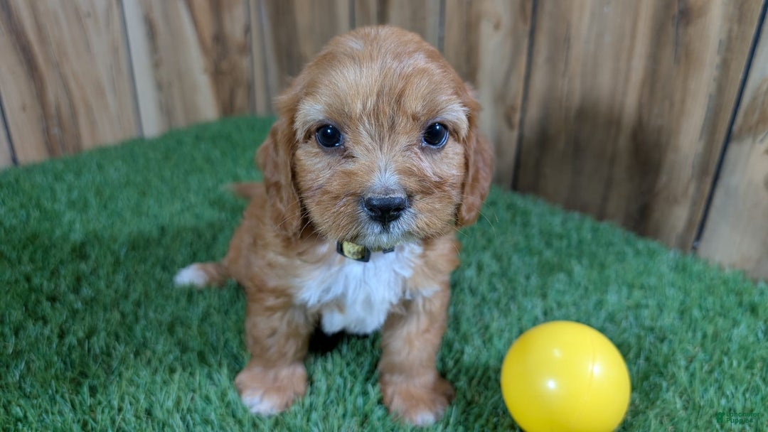 Cavapoo dogs for sale: Honeycomb Girl 10 - Image 4