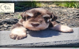 Miniature Schnauzer dogs for sale: Jack - Image 6